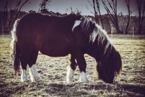 La Gloriette-1 La Gloriette 1