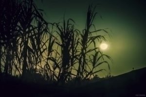 La Gloriette-10 La Gloriette 10