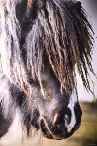 La Gloriette-4 La Gloriette 4