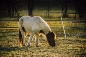 La Gloriette-5 La Gloriette 5