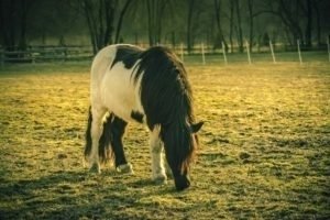 La Gloriette-6 La Gloriette 6