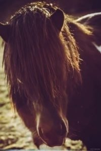 La Gloriette-7 La Gloriette 7