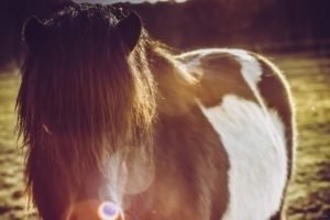 La Gloriette-8 La Gloriette 8