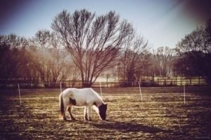 La Gloriette-9 La Gloriette 9