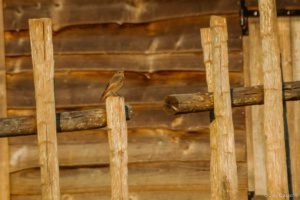 Gloriette-10 Gloriette 10