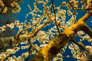 Gloriette-15 Parc de La Gloriette Tours