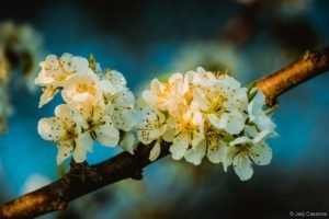 Gloriette-16 Flânerie sur la Gloriette