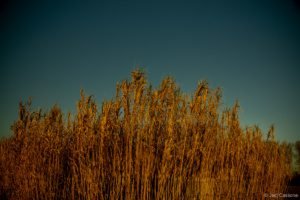 Gloriette-18 Parc de La Gloriette Tours