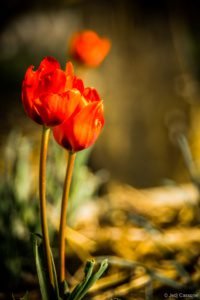 Gloriette-2 Parc de La Gloriette Tours