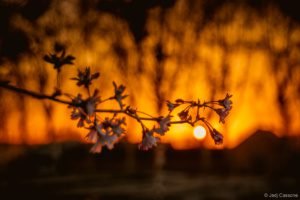 Gloriette-23 Parc de La Gloriette Tours