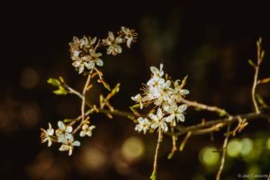 Gloriette-5 Parc de La Gloriette Tours