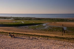 Jedj Cassone St Aubin 2020 28