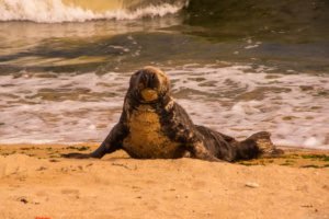 Jedj Cassone St Aubin 2020 36