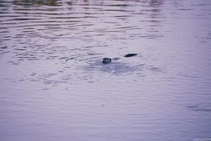 Rive du Cher mai 2023-4288 Rive du Cher mai 2023 4288