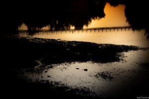 Rive du Cher mai 2023-4295 Rive du Cher mai 2023 4295