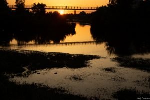 Rive du Cher mai 2023-4301 Rive du Cher mai 2023 4301